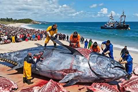 How Fishermen Catch 500 Giant Bluefin Tuna – A Deep-Ocean Longline Fishing Documentary