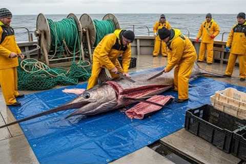 Incredible Catch: Hundreds of GIANT Swordfish! ⚔️ Traditional Longline Deep Sea Fishing