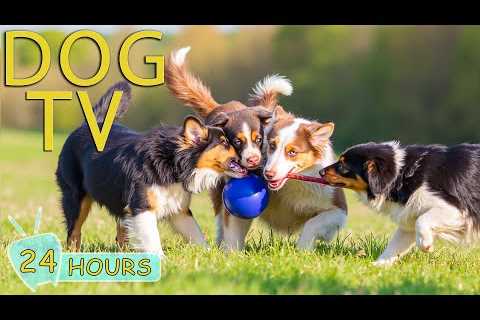 DOG TV: Best Videos All-Day Entertain for Dogs to Watch No Boredom When Home Alone - Music for Dogs