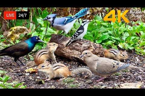 🔴 24/7 LIVE: Cat TV for Cats to Watch 😺 Cute Birds Chipmunks and Squirrels 4K Cat Games