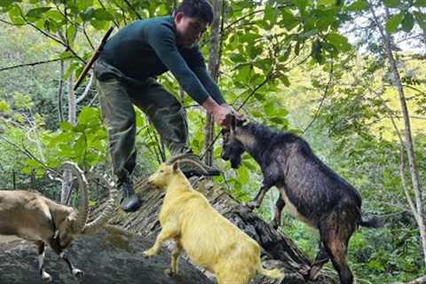 Detecting wild goats, setting traps, catching wild goats for sale, survival skills