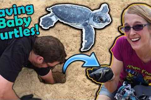 Saving Baby Sea Turtles!!  (ReptiCruise Part 1)