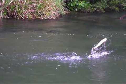 How to fish mouse flies during the day!