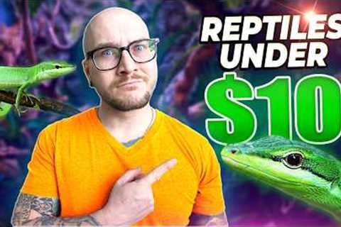 The Best Pet Reptiles For UNDER $10