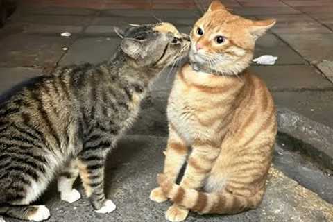 You Laugh, You Lose! 🤣 Funny Cat Videos 2025 😹 Part 40