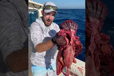 What do GIANT tuna eat? 🤔🍣  One way to find out! #tuna #fishing (for educational purposes only)