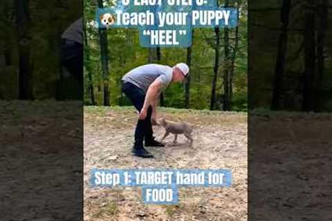 3 EASY STEPS: 🐶TEACH your PUPPY “HEEL”