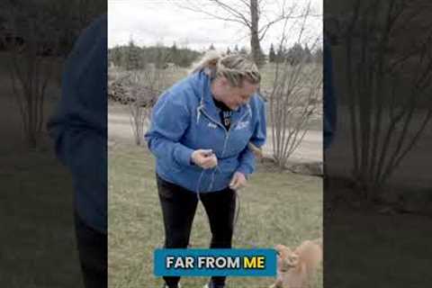 Teach Your Puppy to Potty on Command #Shorts