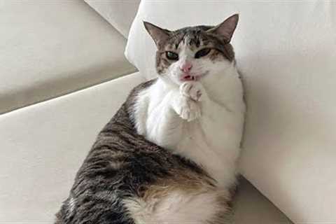 You Laugh, You Lose! 🤣 Funny Cat Videos 2025 😹 Part 43