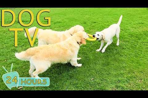 DOG TV: Videos Fun & Entertain for Dogs to Watch All Day When Alone - Best Relax Music for Dogs