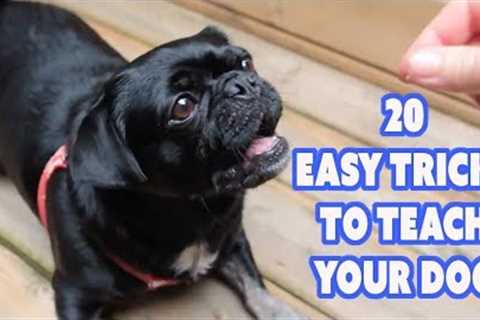 Bored stuck at home? Try 20 Easy Tricks to Teach Your Dog