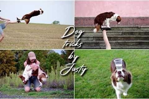 Amazing Dog Tricks by Border Collie JUSTY [4 years]