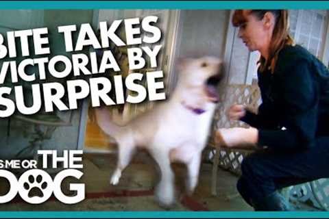 Surprise Attack During Training Shocks Victoria | It's Me or the Dog