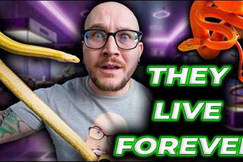 Watch This BEFORE You Get a Pet Snake... The Things They Don't Tell You