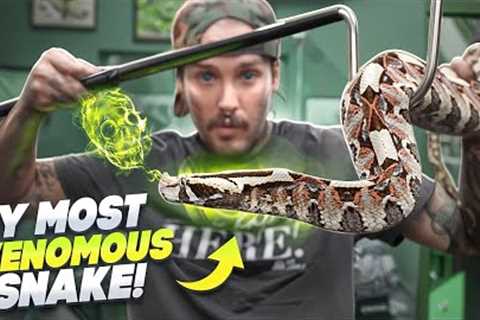 The MOST VENOMOUS Snake I have!🥵