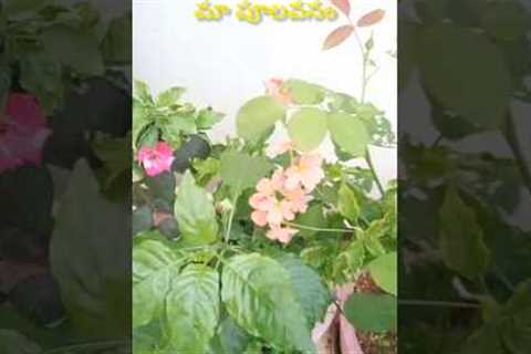 parity gardening 🌷 terrace garden #gardening#terrace..