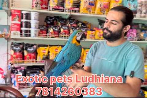 Exotic pets Ludhiana || PETSHOP LUDHIANA || Full accessories , DOGS,CATS ￼ and EXOTIC ENIMAL 