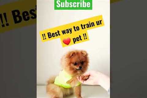 Shake hand puppy training | How to train dog #shorts #pets #puppy #dog #ytshorts #ytshort #viral