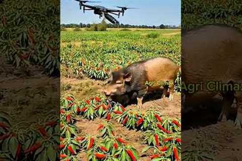 Drone to kill harmful pigs in the field. 3 #farming #agriculturetechnology #agriculture
