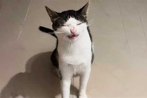 You Laugh, You Lose! 🤣 Funny Cat Videos 2025 😹 Part 47