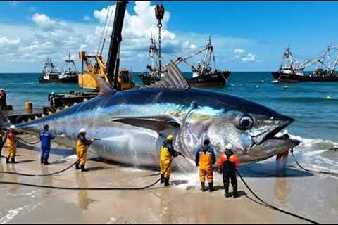 How Fishermen Catch 500 Giant Bluefin Tuna  A Deep Ocean Longline Fishing Documentary
