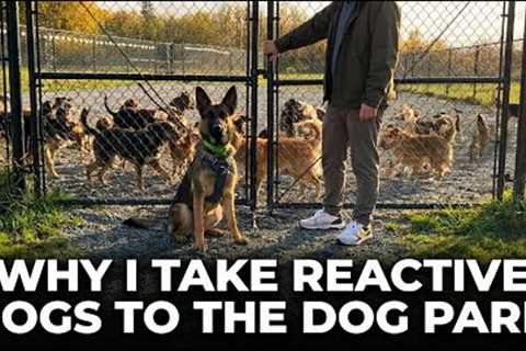 How To Fix Reactivity By GOING TO the Dog Park 