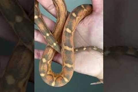 Did you know scaleless snakes are a thing? #reptile #exoticpets #snake #fyp #scalelesssnake