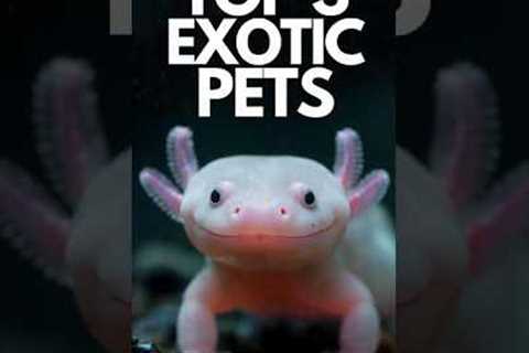 Top 3 Best Exotic Pets in the World 🐍🦎✨ | #ExoticPets #PetTok #animals