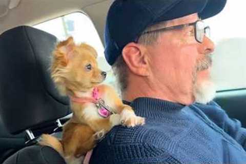 When Puppies Are Being Total Little Humans Funny Dog and Human Videos