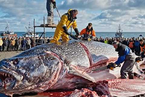 How Fishermen Earn $50 Million in 72 Hours Catching Giant Halibut – Deep-Sea Documentary