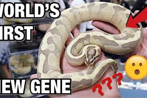 WORLD'S FIRST BALL PYTHON? EPIC YELLOW LIZARD! POMONA SUPERSHOW | REPTILES #REPTILE #SNAKES #LIZARDS