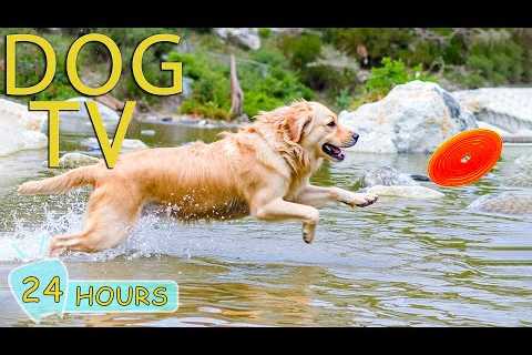 DOG TV: Videos Entertain for Dogs to Watch Help Anti-Anxiety When Home Alone - Best Music for Dogs