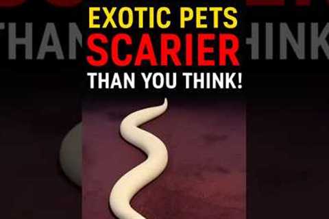 Exotic Pets That Are Scarier Than You Think! #pets #exotic