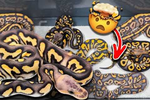 We Got Lucky Hatching These Snakes!