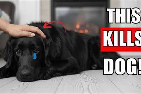 7 Deadly Winter Mistake That KILL Your Dog's Health (Don't Ignore #5)
