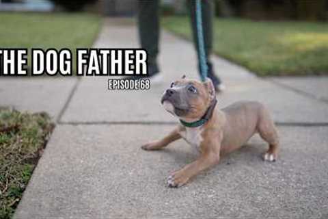 The Dog Father: Love's First Walk (Ep. 68)