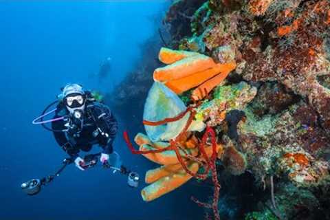 Scuba Diving Trip in Roatan, Honduras 🤿