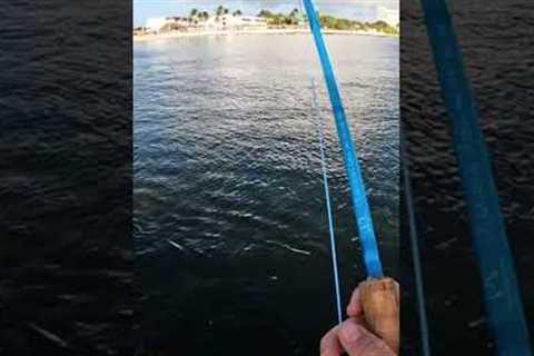 Fly fishing in MEXICO #flyfishing #fishing #fish #nonstopfishing #viralvideo #fyp