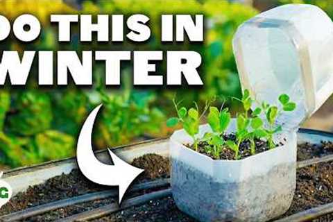 Why Smart Gardeners Plant These 12 Crops in Winter