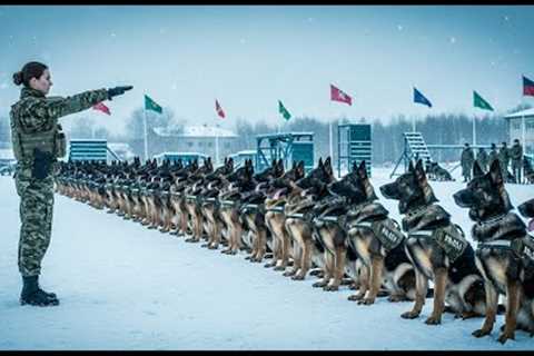 Military Grade Dog Training | Top BEST Dog Training Techniques |  | Elite Military Dog Drills