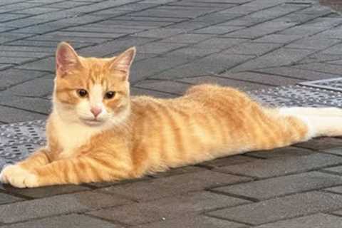 You Laugh, You Lose! 🤣 Funny Cat Videos 2025 😹 Part 50