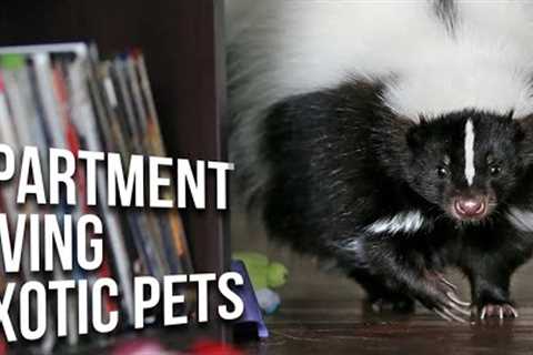 Low Maintenance EXOTIC Pets That Everyone Can Own! | 10 Small Exotic Pets for Apartment Living