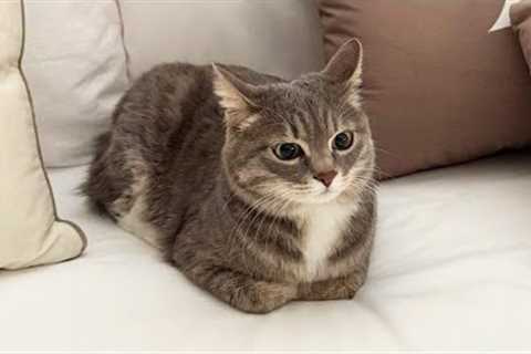 You Laugh, You Lose! 🤣 Funny Cat Videos 2025 😹 Part 51