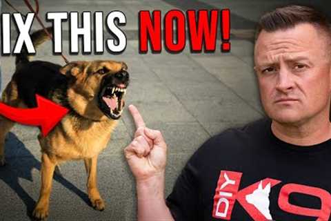 The TRUTH about Dog Reactivity!