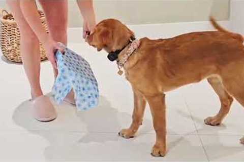 Teach your dog this trick! 