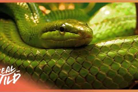 When Owning An Exotic Pet Goes Wrong