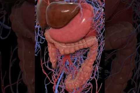 How long does it take for food to digest