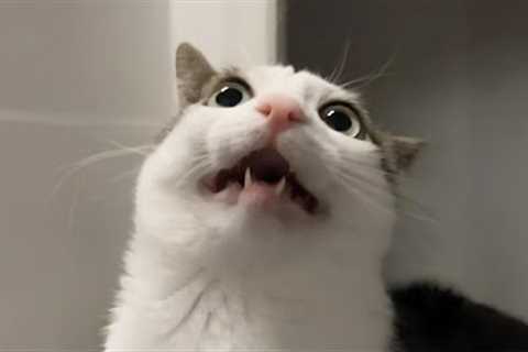 You Laugh, You Lose! 🤣 Funny Cat Videos 2025 😹 Part 45