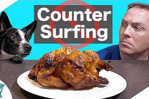 How To Stop Dog Counter Surfing - Professional Dog Training Tips