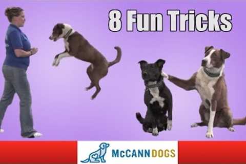 8 Fun Tricks You Can Teach Your Dog To Do